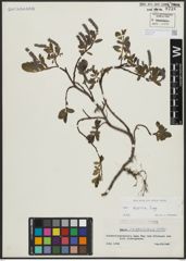 Foto von Salix alpina Scop.